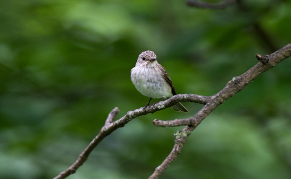 Spotted Flycatcher